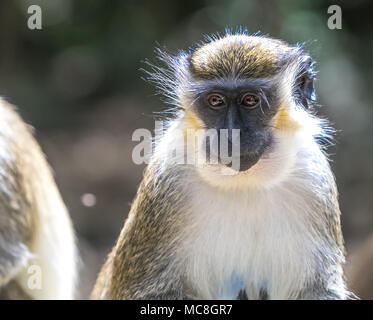 Green monkey [Chlorocebus sabaeus]. Barbados Wildlife Reserve. Stock Photo