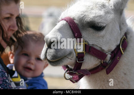 “Peek-a-boo” the llama gazes on while Amber Specht and her son Levi, 1, watch in fascination during the 50th Force Support Squadron’s Spring Fling event at Schriever Air Force Base, Colorado, March 24, 2018. Animals and people alike enjoyed the day’s fair weather with a variety of outdoor activities. Stock Photo