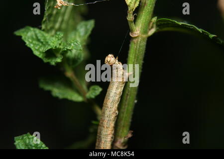 Peppered Moth Caterpillar 'Biston betularia' Stock Photo