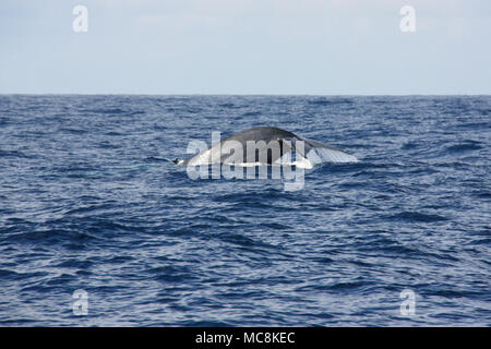 A blue whale lifting its tail flukes off the shore of Mirissa, Sri Lanka Stock Photo