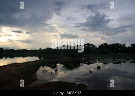 A crocodile hiding on the banks of a basin in the wetlands of Yala National Park, Sri Lanka Stock Photo