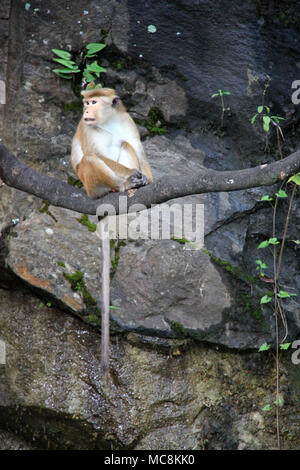 A Toque Macaque sitting on a branch in Sri Lanka Stock Photo