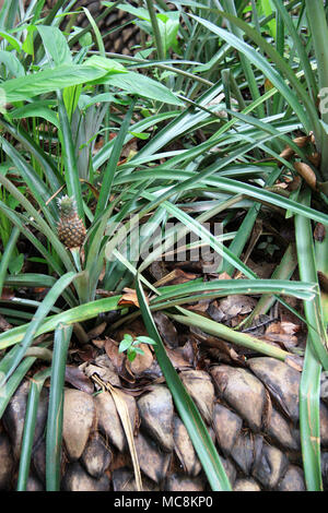 Pineapple Plant in a Herbgarden near Dambulla Stock Photo