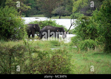 Two wild elephants playing near the road in Sri Lanka