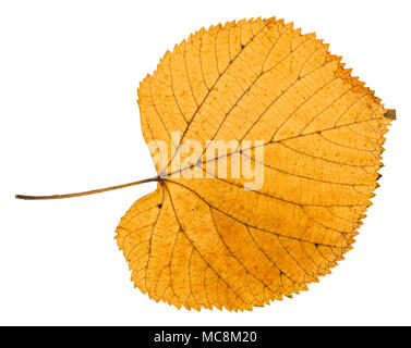dried autumn leaf of linden tree isolated on white background Stock Photo