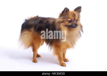 A small Pomeranian dog stands in profile on a white background Stock Photo