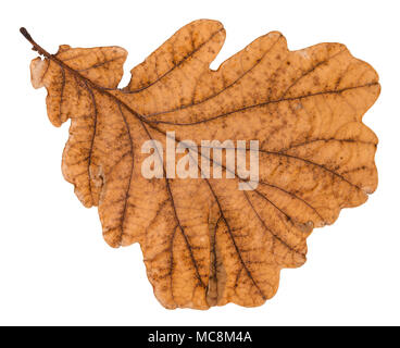 autumn old leaf of oak tree isolated on white background Stock Photo