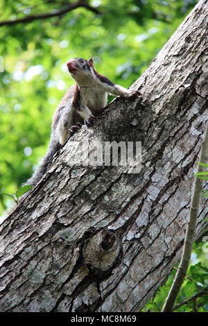 Gray-Brownish Grizzled Giant Squirrel on a tree in Sigiriya, Sri Lanka Stock Photo