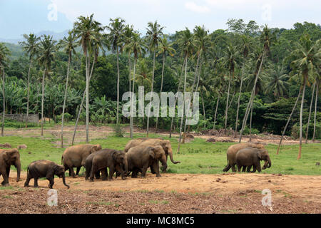 A herd of Asian elephants ambling from left to right with coconut palm trees in the background Stock Photo