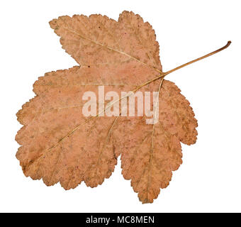 back side of dried leaf of viburnum tree isolated on white background Stock Photo