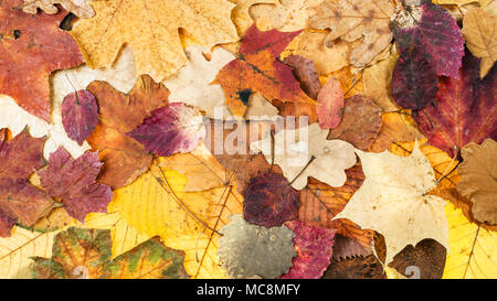panoramic autumn background from various colorful leaves of oak, maple, alder, aspen trees Stock Photo