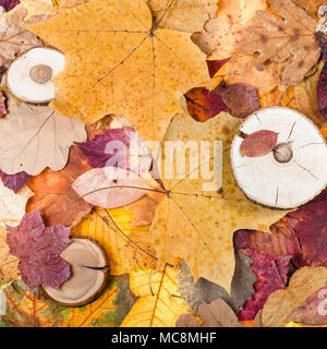 top view of multicolor fallen autumn leaves and sawed woods Stock Photo