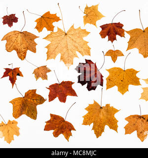 collage from maple autumn leaves on white background Stock Photo