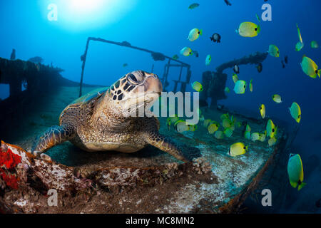 Green sea turtle, Chelonia mydas, an endangered species, and schooling milletseed butterflyfish, Chaetodon miliaris, endemic, on the wreck of the Sain Stock Photo