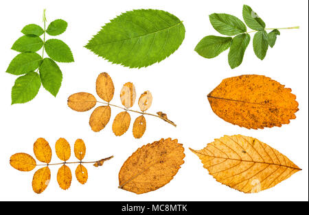 set of various leaves of dog-rose plants isolated on white background Stock Photo