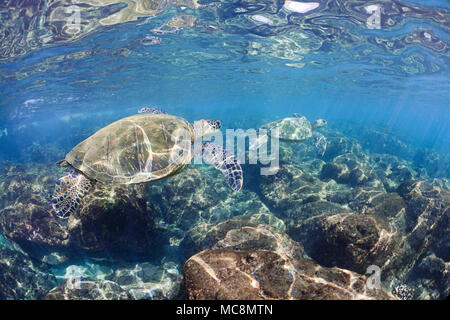 Algae grows best in the shallows which is why these two green sea turtles, Chelonia mydas, an endangered species, were found here feeding off Maui, Ha Stock Photo