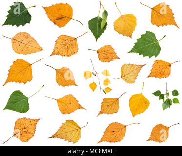 set of various leaves of birch trees isolated on white background Stock Photo