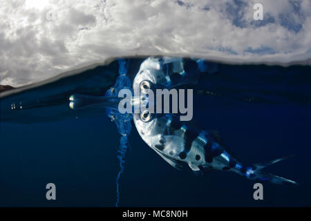 Man-of-war fish, Nomeus gronovii, and a Portuguese man-of-war, Physalia ...