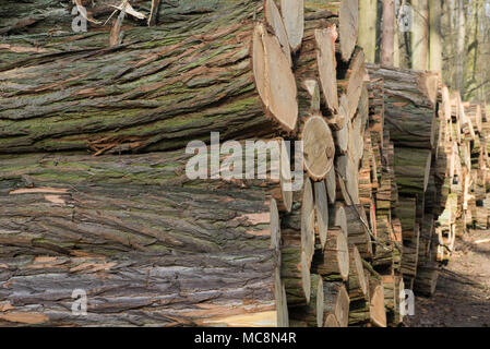 pile of oak logs in forest closeup Stock Photo