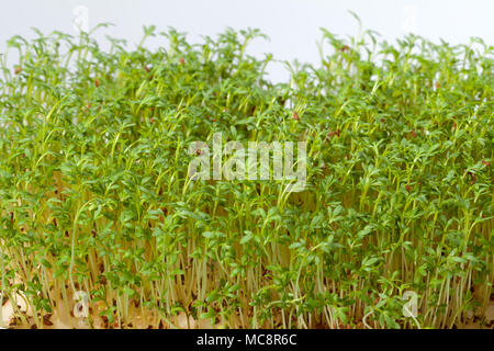 Cress seedlings isolated on white background Stock Photo