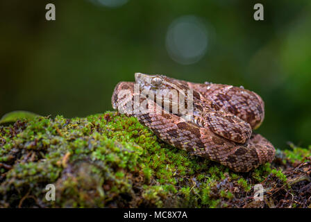 Fer-de-lance - Bothrops atrox, dangerous venomous pit viper from Central America forests, Costa Rica. Stock Photo