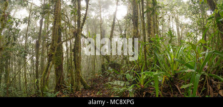 Interior of misty montane rainforest. High on a Tepuy (flat topped sandstone mountain), above Rio Nangaritza Valley in southern Ecuador Stock Photo