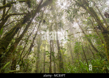 Looking to the canopy of misty montane rainforest. High on a Tepuy (flat topped sandstone mountain), above Rio Nangaritza, southern Ecuador Stock Photo
