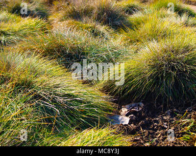 Festuca glauca ornamental grass in March. Stock Photo