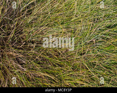 Festuca glauca ornamental grass close up in March. Stock Photo