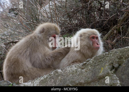 Two adult snow monkeys with one lounging on the rocks while looking ...