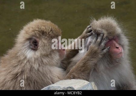 Close up of one snow monkey grooming another and searching for bugs in the fur. Stock Photo