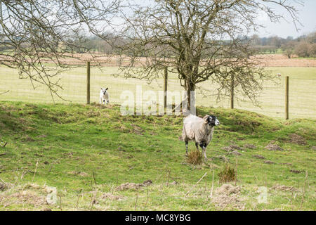 lamb on the wrong side of the fence from its mother - UK Stock Photo