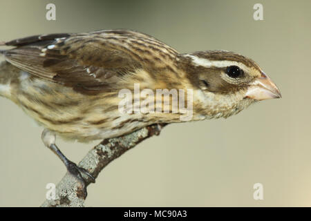 A female Rose-breasted Grosbeak leaning out from its perch in the Northwoods. Stock Photo