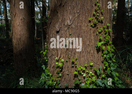 Japanese Ivy growing on tree trunks in a forest in Kanagawa, Japan, Stock Photo