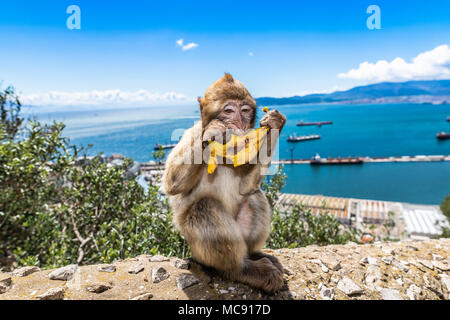 Barbary macaque monkeys on the Rock of Gibraltar. This is the only colony of wild monkeys in Europe and consists of around 300 animals. Stock Photo