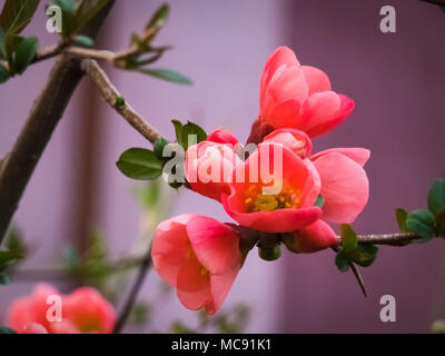 Close up of Japanese quince(Chaenomeles japonica) fresh red flowers blooming in spring. Stock Photo