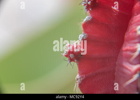 A Macro shot of a new growth on a red moon cactus Stock Photo
