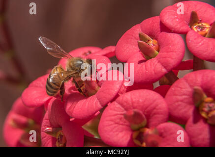 A Macro shot of a honey bee on a red cactus flower Stock Photo