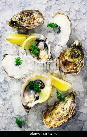 Fresh opened oysters, lemon, herbs, ice on concrete stone grey background. Top view, copy space Stock Photo