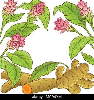 turmeric plant vector frame on white backgrond Stock Vector