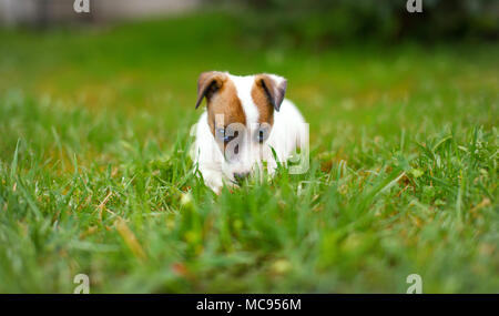 Junior Jack Russell terrier sitting in grass Stock Photo