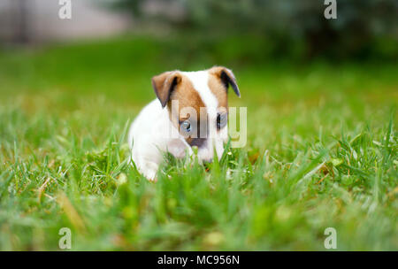Little junior Jack Russell terrier sitting in grass outdoors Stock Photo