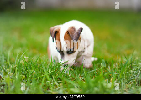 Little junior Jack Russell terrier smelling and sitting in grass outdoors Stock Photo