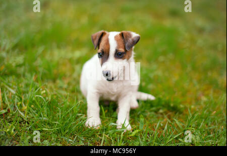Little junior Jack Russell terrier smile in grass outdoors Stock Photo