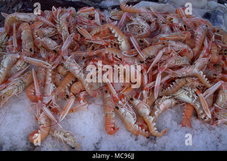 Nephrops norvegicus, langoustines, dublin bay prawns for sale on display on a bed of ice.
