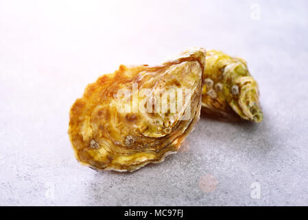 Fresh oysters on white, grey concrete stone background. Top view, copy space. Toned sunny effect and sunlights Stock Photo