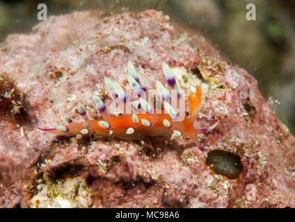 Much-desired flabellina or desirable flabellina ( Flabellina exoptata ) crawling on coral reef of Bali, Indonesia Stock Photo