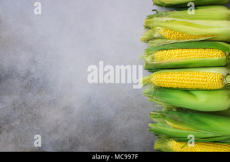 Fresh corn on cobs on light grey concrete background, closeup, top view, copy space Stock Photo
