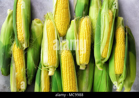 Fresh corn on cobs on light grey concrete background, closeup, top view, copy space Stock Photo