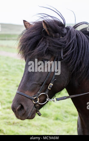 An Icelandic horse mare ridden in Iceland in the summertime Stock Photo